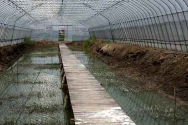 海龙虾可以人工养殖吗,海龙虾的产地在哪里