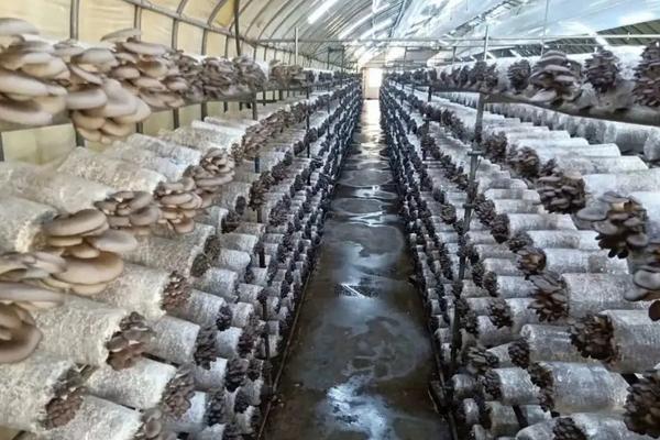 种菌菇怎么种植方法,菌菇的种类有哪些