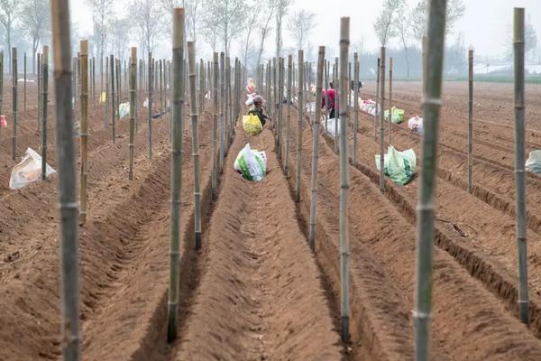 山药种植方法，山药什么时候种