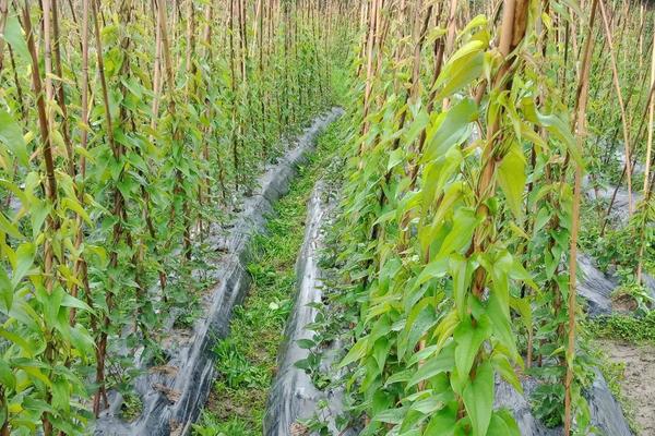 山药亩产量一般能达到多少,附种植方法与时间