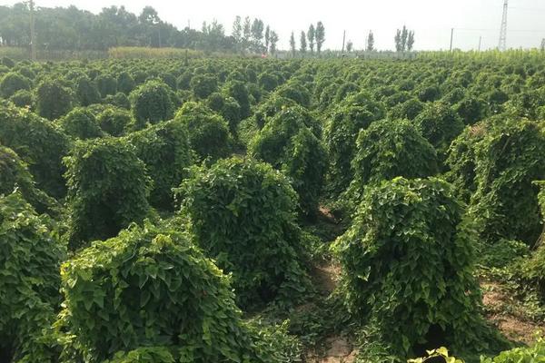 山药亩产量一般能达到多少,附种植方法与时间