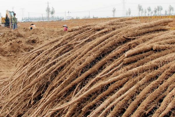 山药亩产量一般能达到多少,附种植方法与时间