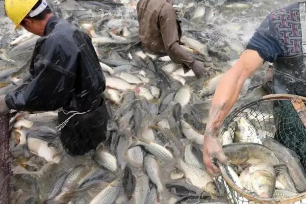 大头鱼养殖技术和密度,吃什么饲料为主