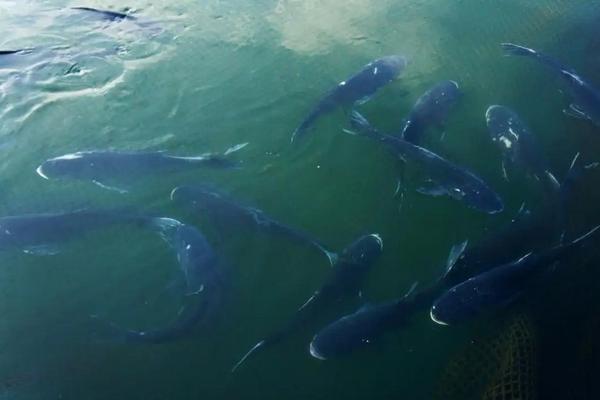 大头鱼养殖技术和密度,吃什么饲料为主