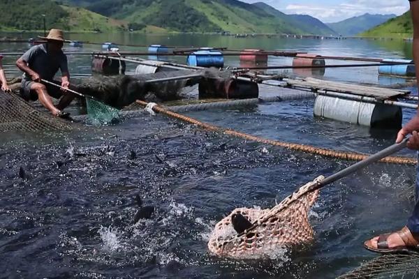 大头鱼养殖技术和密度,吃什么饲料为主