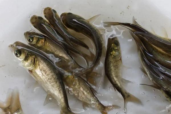 大头鱼养殖技术和密度,吃什么饲料为主