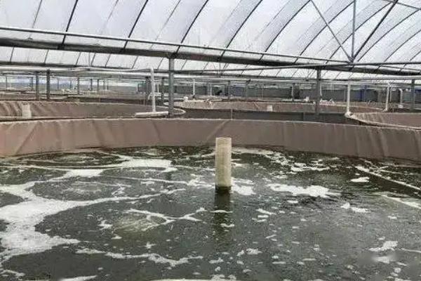 虾养殖技术，虾的种类