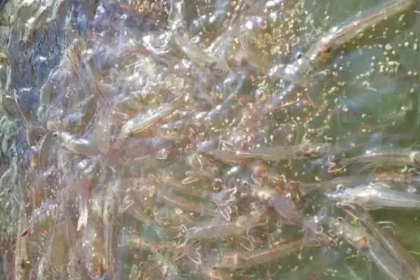 虾养殖技术，虾的种类