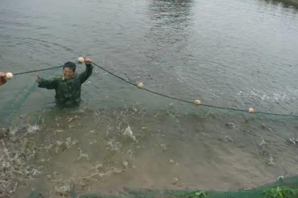 虾养殖技术，虾的种类