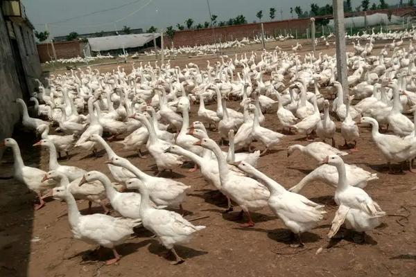 狮头鹅有几种,附养殖技术