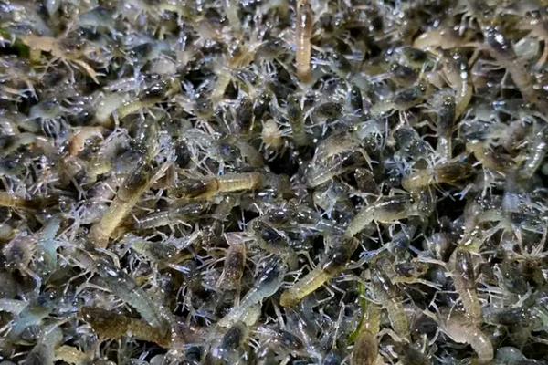 澳洲龙虾怎么养殖，养殖澳洲龙虾要注意的事项