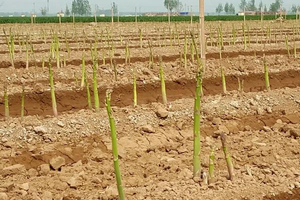 芦笋种植方法芦笋栽培技术,附种植时间