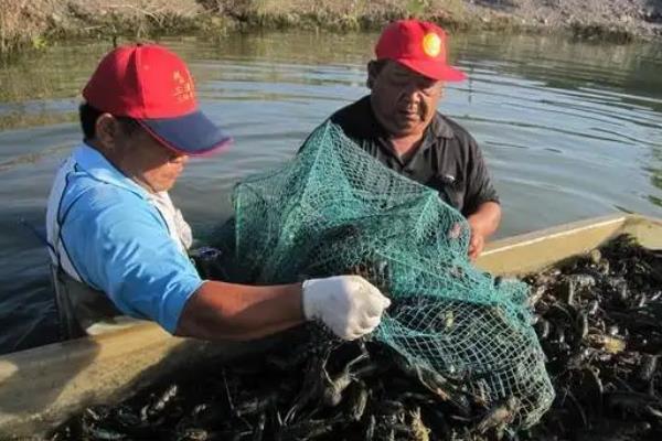 澳洲龙虾怎么养殖，养殖澳洲龙虾要注意的事项