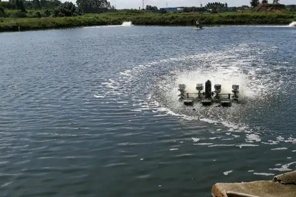 虾养殖技术，虾的种类