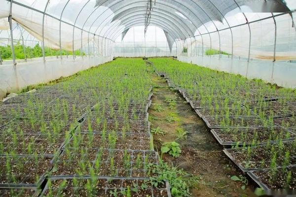 芦笋种植方法芦笋栽培技术,附种植时间