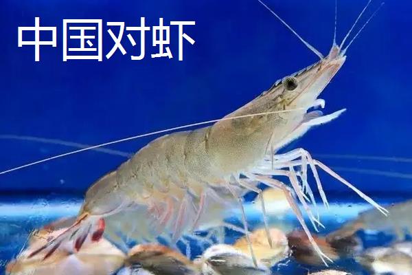 虾养殖技术，虾的种类