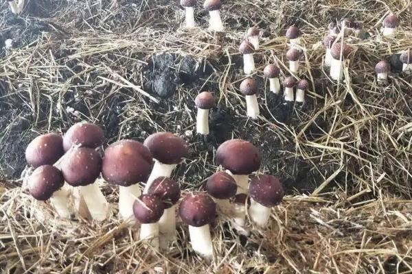 赤松茸种植技术及亩效益,一亩多少成本