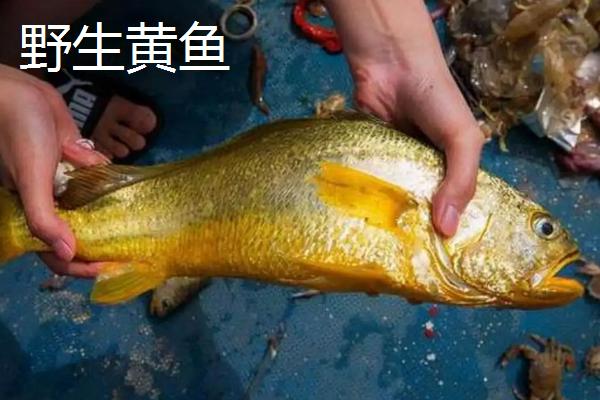 野生黄鱼和养殖黄鱼的区别,附黄鱼养殖技术