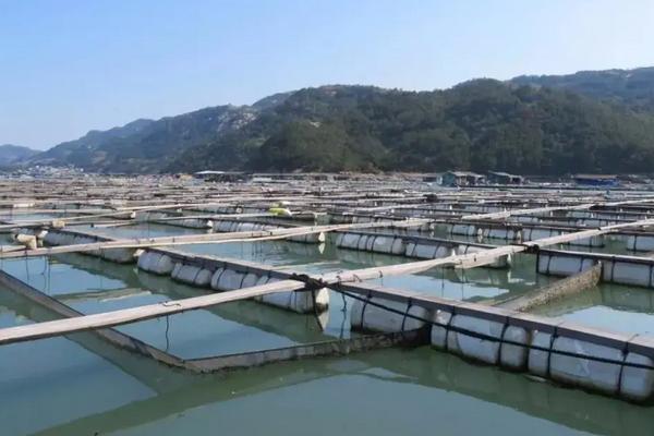 野生黄鱼和养殖黄鱼的区别,附黄鱼养殖技术