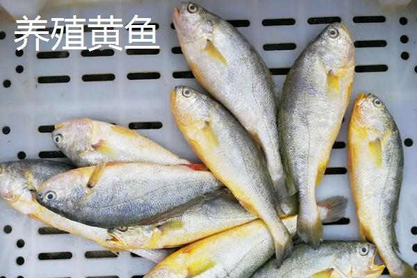 野生黄鱼和养殖黄鱼的区别,附黄鱼养殖技术