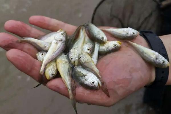 野生黄鱼和养殖黄鱼的区别,附黄鱼养殖技术