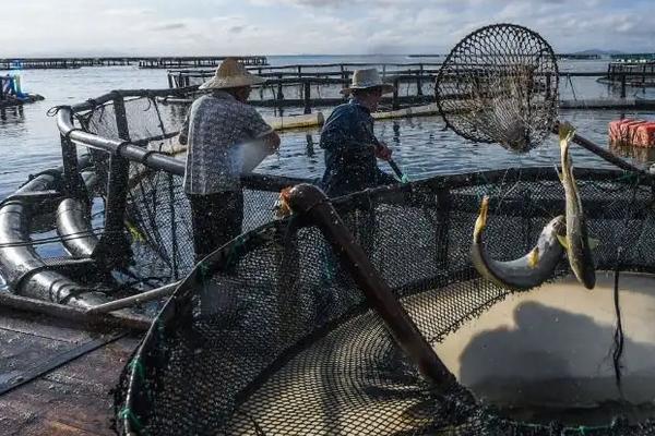 野生黄鱼和养殖黄鱼的区别,附黄鱼养殖技术