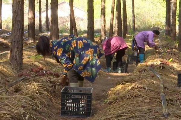 赤松茸种植技术及亩效益,一亩多少成本