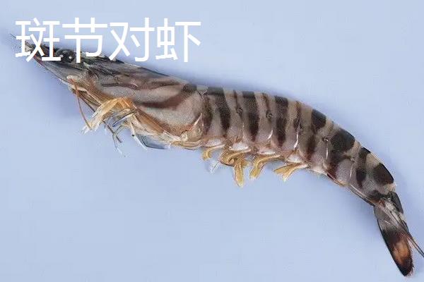 虾养殖技术，虾的种类