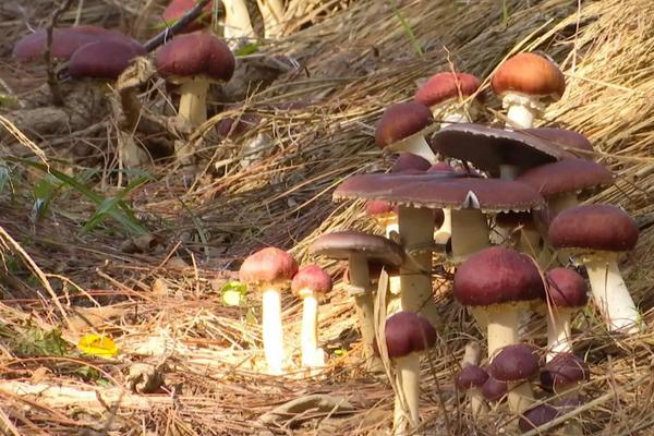 赤松茸种植技术及亩效益,一亩多少成本