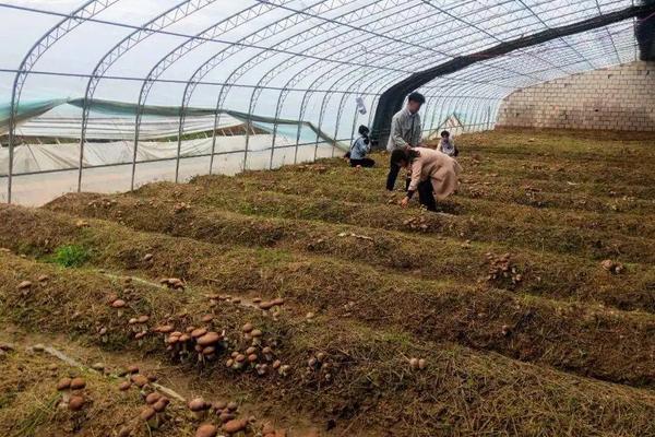 赤松茸种植技术及亩效益,一亩多少成本