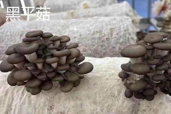 白平菇怎么种植,和黑平菇哪种好