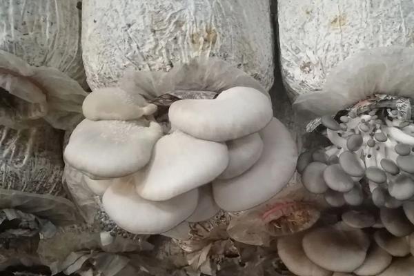 白平菇怎么种植,和黑平菇哪种好