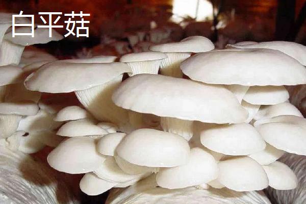 白平菇怎么种植,和黑平菇哪种好