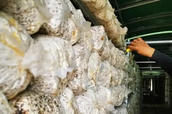 白平菇怎么种植,和黑平菇哪种好