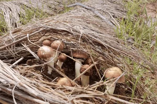 赤松茸种植技术及亩效益,一亩多少成本