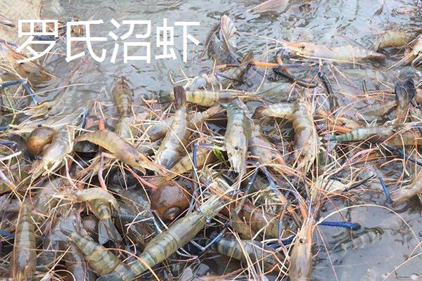 虾养殖技术，虾的种类