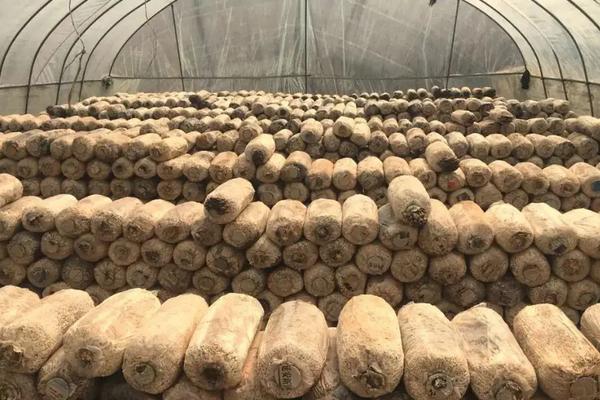 白平菇怎么种植,和黑平菇哪种好