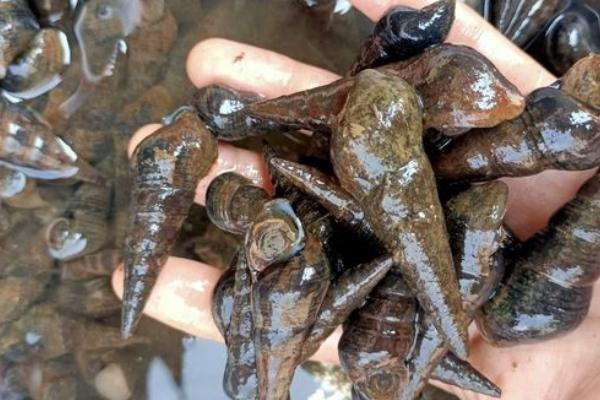 山坑螺养殖技术,养殖周期多长