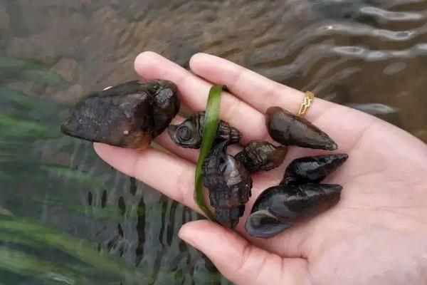 山坑螺养殖技术,养殖周期多长