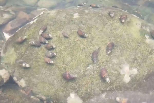 山坑螺养殖技术,养殖周期多长