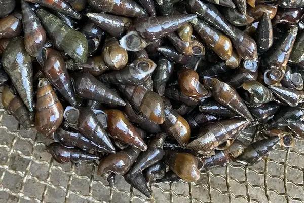 山坑螺养殖技术,养殖周期多长