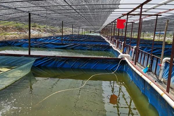 澳洲龙虾怎么养殖，养殖澳洲龙虾要注意的事项