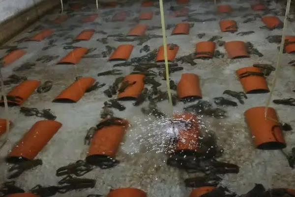 澳洲龙虾怎么养殖，养殖澳洲龙虾要注意的事项