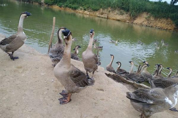 狮头鹅有几种,附养殖技术