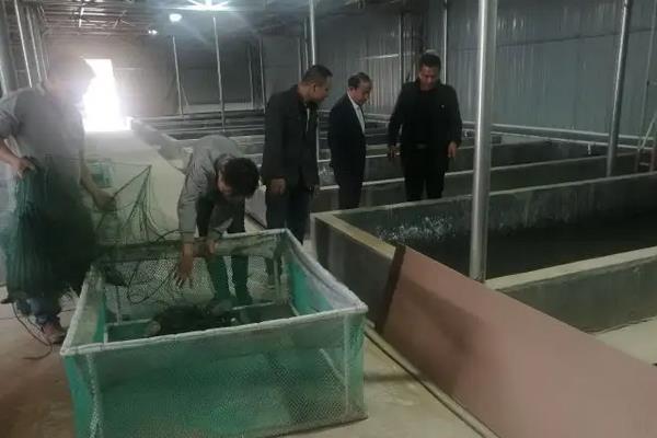 澳洲龙虾怎么养殖，养殖澳洲龙虾要注意的事项