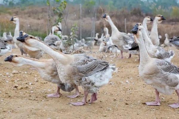 狮头鹅有几种,附养殖技术