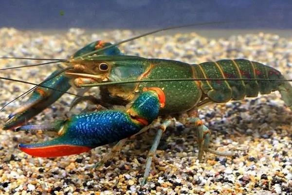 澳洲龙虾怎么养殖，养殖澳洲龙虾要注意的事项