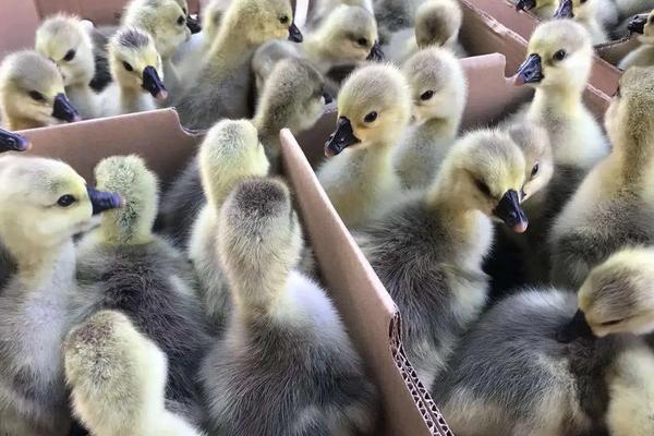 狮头鹅有几种,附养殖技术