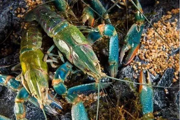 澳洲龙虾怎么养殖，养殖澳洲龙虾要注意的事项