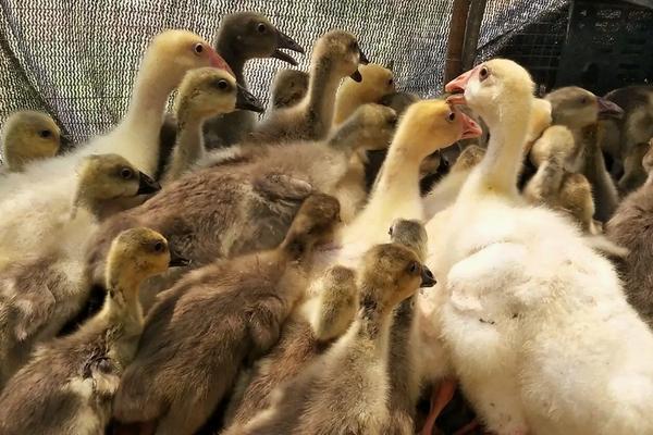 狮头鹅有几种,附养殖技术